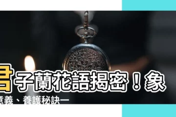 【君子蘭花語】君子蘭花語揭密！象徵意義、養護秘訣一次搞定