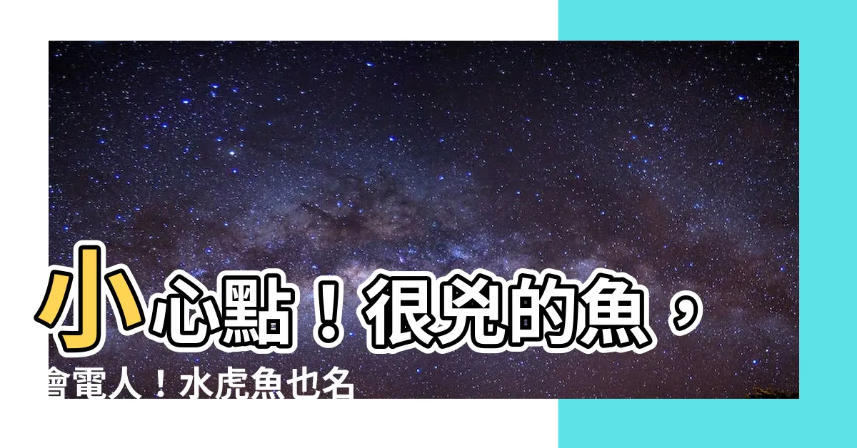 【很兇的魚】小心點！很兇的魚，會電人！水虎魚也名列其中