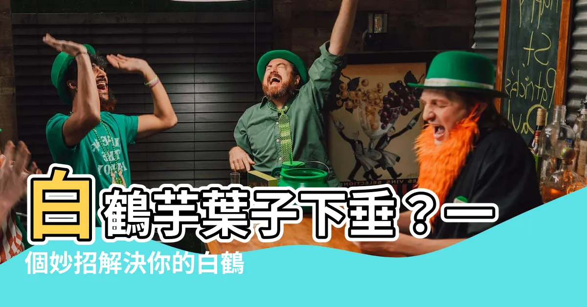 【白鶴芋葉子下垂】白鶴芋葉子下垂？一個妙招解決你的白鶴芋問題！