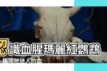 【紅鸚鵡 魚】認識血腥瑪麗紅鸚鵡魚：揭開牠迷人的血色秘密