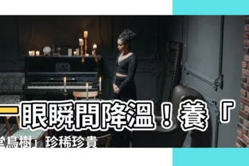 【天堂鳥樹】一眼瞬間降温！養「天堂鳥樹」珍稀珍貴又清涼