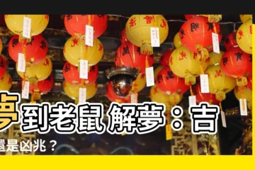 【夢到老鼠 解夢】夢到老鼠 解夢：吉兆還是凶兆？