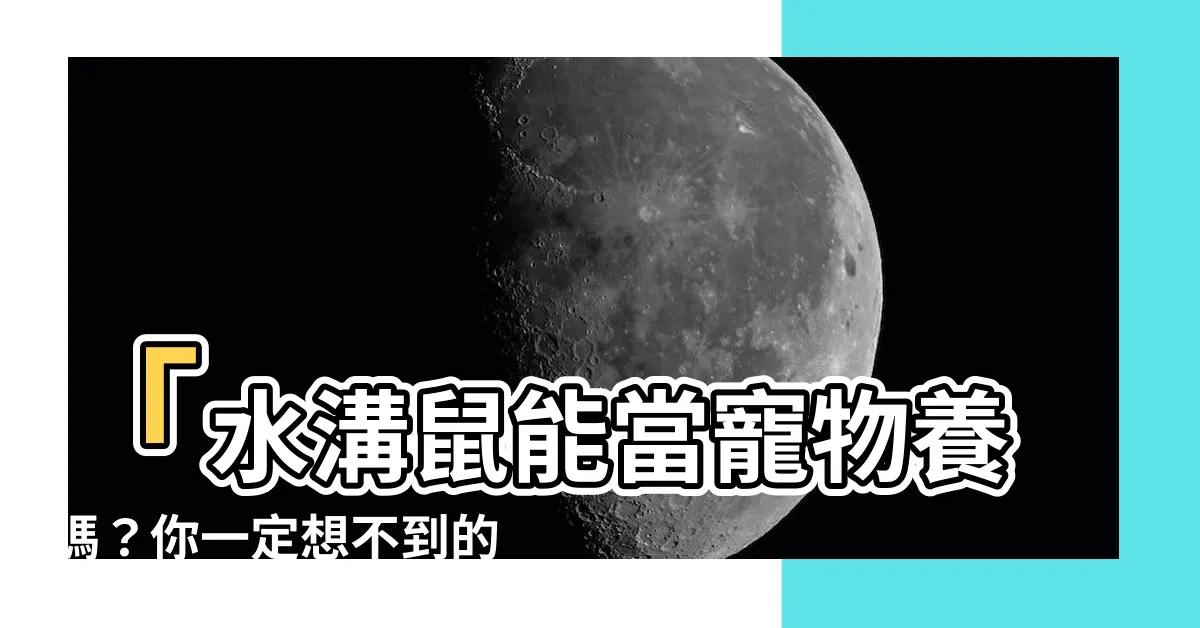 【水溝鼠可以養嗎】「水溝鼠能當寵物養嗎？你一定想不到的驚人答案！」