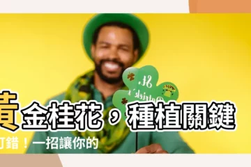 【黃金桂花樹】黃金桂花，種植關鍵不可錯！一招讓你的桂花樹長得旺盛又香氣濃鬱