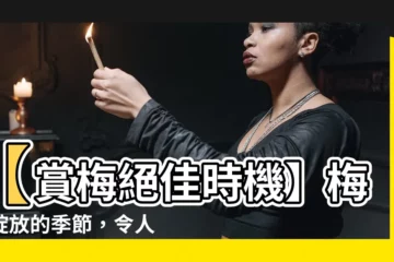 【梅花幾月開花】【賞梅絕佳時機】梅花綻放的季節，令人驚艷的梅花美景！