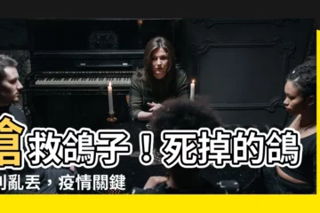 【死掉的鴿子】搶救鴿子！死掉的鴿子別亂丟，疫情關鍵時刻很危險！
