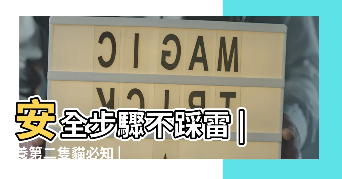 【2隻貓】安全步驟不踩雷 |養第二隻貓必知 |想再養一隻貓前 |