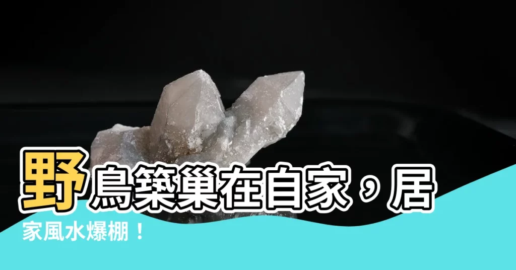 【鳥巢在家】野鳥築巢在自家，居家風水爆棚！