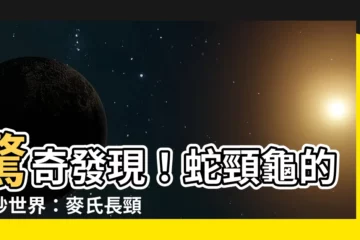 【蛇頸龜】驚奇發現！蛇頸龜的奇妙世界：麥氏長頸龜