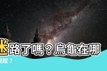 【烏龜在哪裡】迷路了嗎？烏龜在哪裡現蹤？