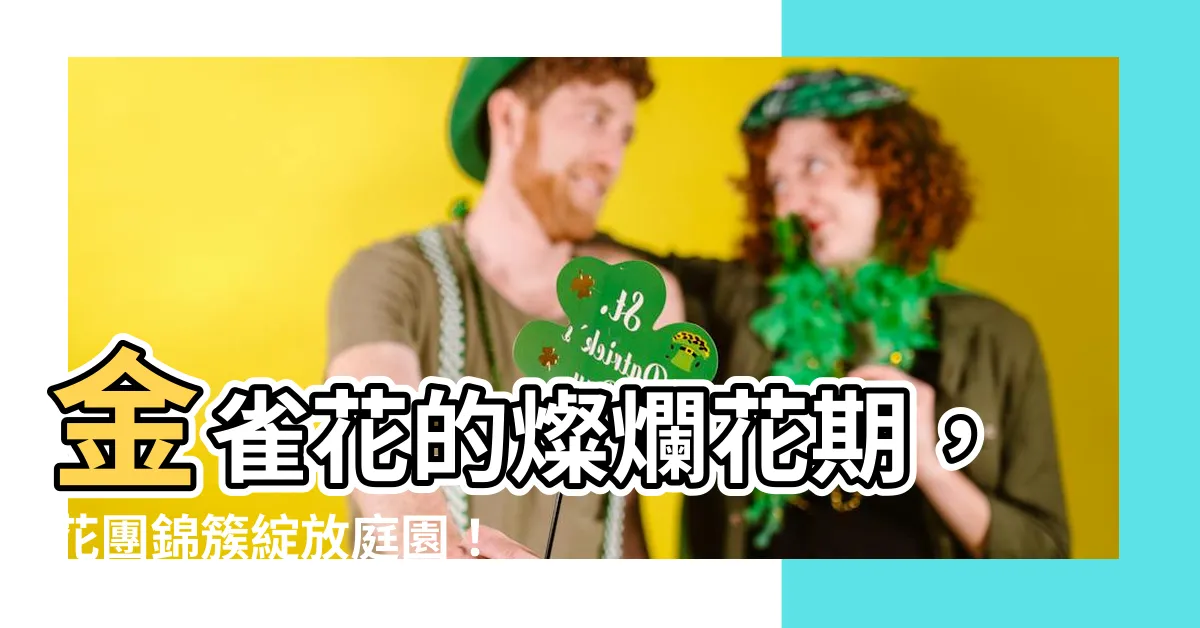 【金雀花花期】金雀花的燦爛花期，花團錦簇綻放庭園！