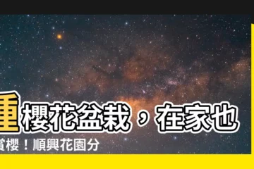 【種櫻花盆栽】種櫻花盆栽，在家也能賞櫻！順興花園分享秘訣