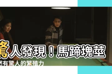【馬蹄塊莖】驚人發現！馬蹄塊莖竟然有驚人的繁殖力：挖不絕的馬蹄蓮塊莖