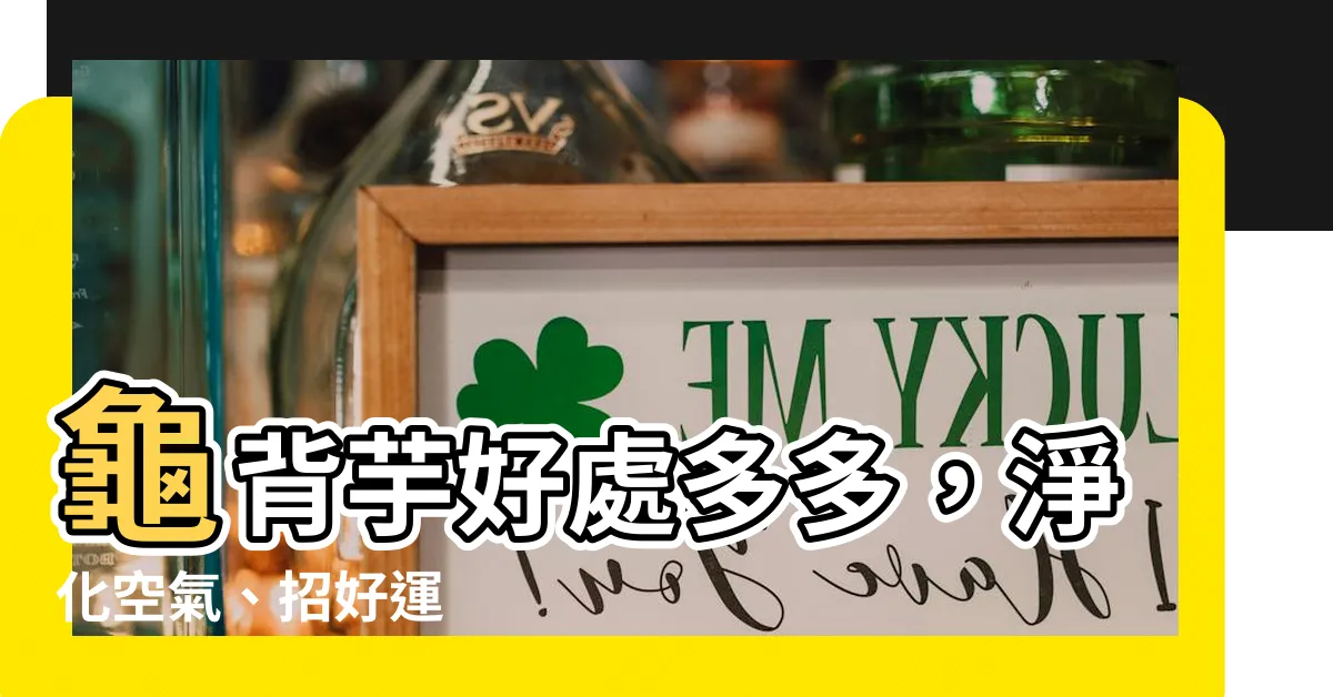 【龜背芋好處】龜背芋好處多多，淨化空氣、招好運