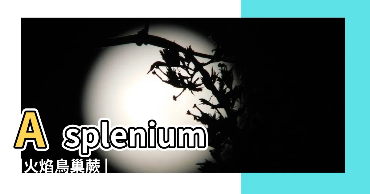 【火焰鳥巢蕨】Asplenium |火焰鳥巢蕨 |火焰鳥巢蕨怎麼養 |