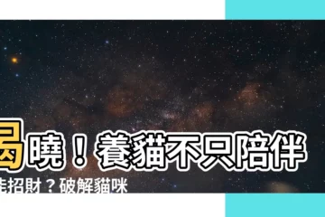 【養 貓招財】揭曉！養貓不只陪伴還能招財？破解貓咪旺家「六徵兆」