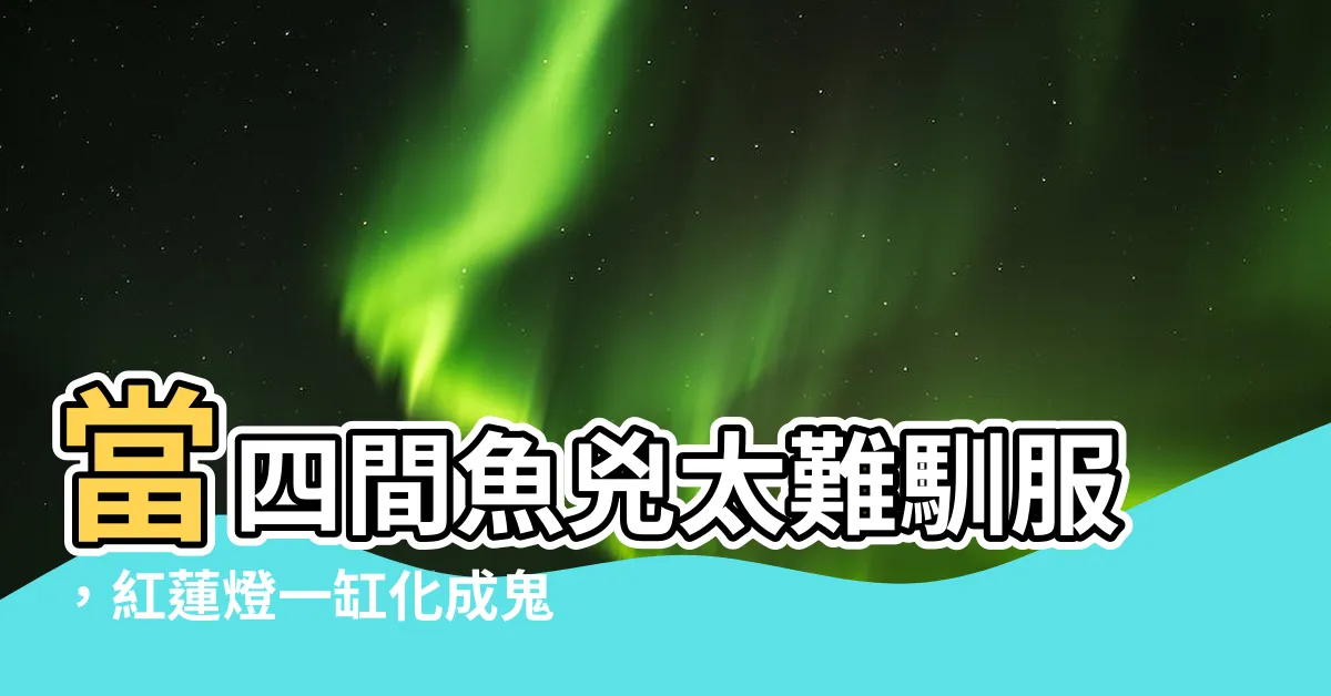 【四間魚兇】當四間魚兇太難馴服，紅蓮燈一缸化成鬼門關