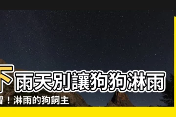 【淋雨的狗】下雨天別讓狗狗淋雨感冒！淋雨的狗飼主必知6大注意事項