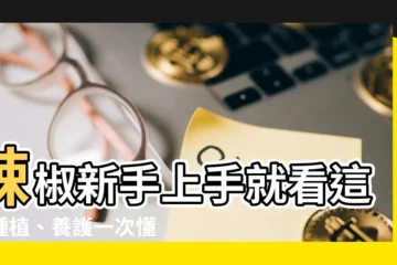 【種辣椒】辣椒新手上手就看這！種植、養護一次懂