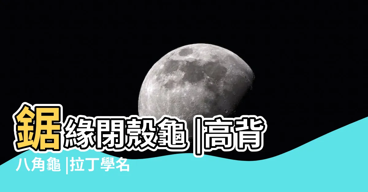 【八角龜】鋸緣閉殼龜 |高背八角龜 |拉丁學名Pyxidea |