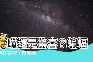 【蝙蝠出現在家裡】驚嚇還是驚喜？蝙蝠出現在家裡，徵兆大解析