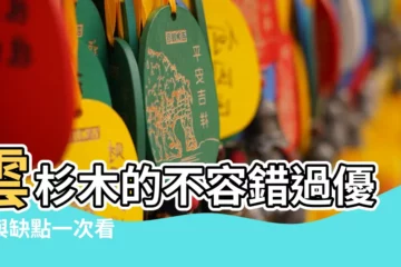 【雲杉木缺點】雲杉木的不容錯過優點與缺點一次看