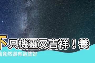 【養喜鵲】不只機靈又吉祥！養喜鵲竟然還有這些好處！？