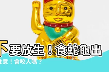 【食蛇龜會咬人嗎】不要放生！食蛇龜出沒注意！會咬人嗎？讓專家告訴你