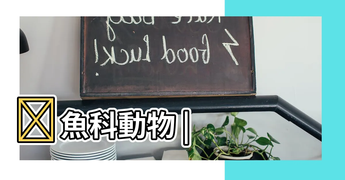 【摩利魚】鱂魚科動物 |