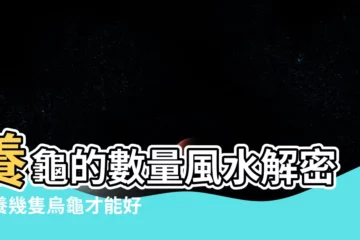 【養烏龜的數量】養龜的數量風水解密：養幾隻烏龜才能好運連連