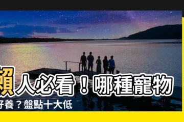 【哪種寵物最好養】懶人必看！哪種寵物最好養？盤點十大低負擔又好照顧的小寵物