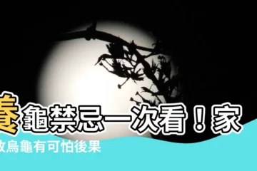 【養烏龜的 禁忌】養龜禁忌一次看！家裡放烏龜有可怕後果？