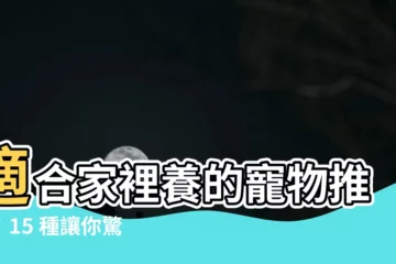【適閤家裡養的寵物】適閤家裡養的寵物推薦：15 種讓你驚嘆的寵物選擇