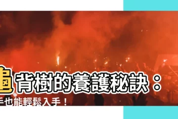 【龜背樹】龜背樹的養護秘訣：新手也能輕鬆入手！