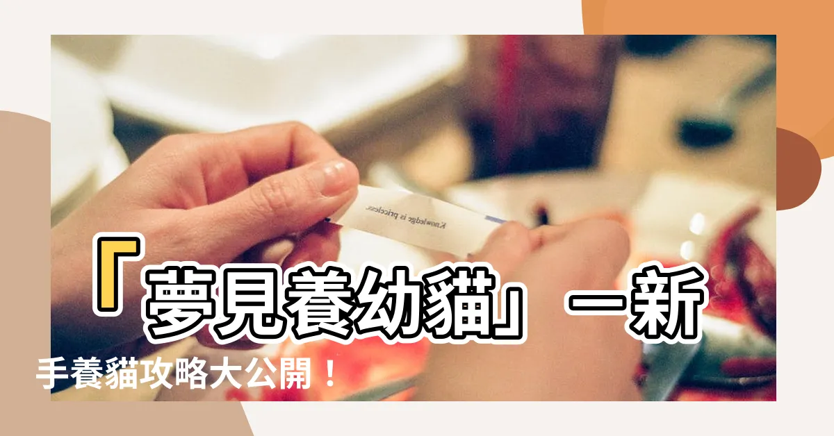 【夢見養幼貓】「夢見養幼貓」－新手養貓攻略大公開！