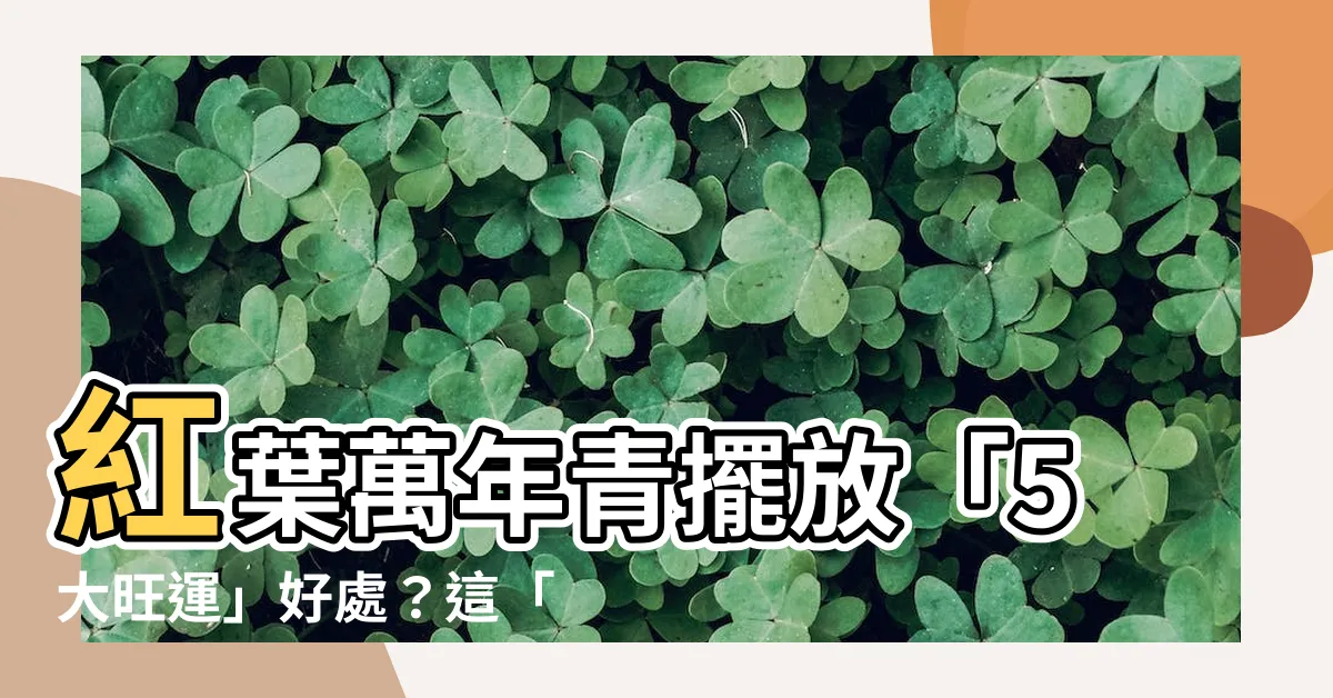 【紅葉萬年青風水】紅葉萬年青擺放「5大旺運」好處？這「2禁忌」擺錯恐漏財！