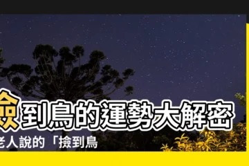 【撿到鳥運勢】撿到鳥的運勢大解密：老人説的「撿到鳥不吉利」是真的嗎？