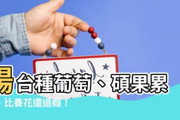【陽台種葡萄】陽台種葡萄、碩果累累，比養花還過癮！