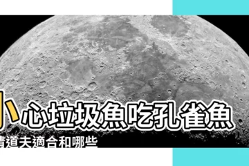 【垃圾魚會吃孔雀魚嗎】小心垃圾魚吃孔雀魚！清道夫適合和哪些魚混養？