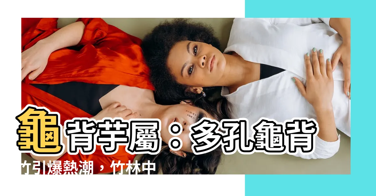 【龜背芋屬】龜背芋屬：多孔龜背竹引爆熱潮，竹林中的美麗神秘