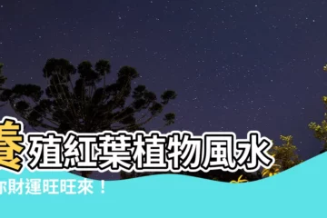 【紅葉植物風水】養殖紅葉植物風水 讓你財運旺旺來！