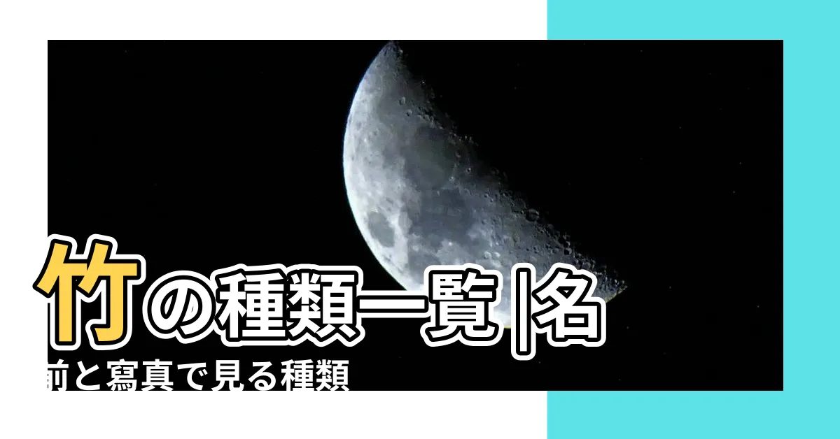 【武竹種類】竹の種類一覧 |名前と寫真で見る種類 |ダイミョウチク |