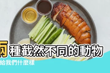 【什麼動物代表自由】兩種截然不同的動物 |帶給我們什麼樣完全不同的 |什麼動物象徵著自由 |