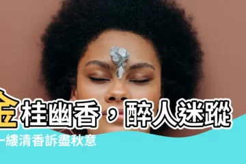 【金桂飄香】金桂幽香，醉人迷蹤，一縷清香訴盡秋意醉
