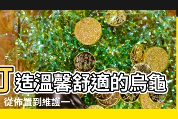 【烏龜家佈置】打造温馨舒適的烏龜家：從佈置到維護一次搞定！