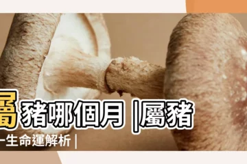 【2016年屬豬的命運好不好】屬豬哪個月 |屬豬人一生命運解析 |2016年屬豬的人今年幾歲 |