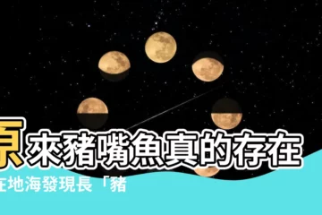 【豬鼻魚】原來豬嘴魚真的存在！在地海發現長「豬鼻子」古怪魚類