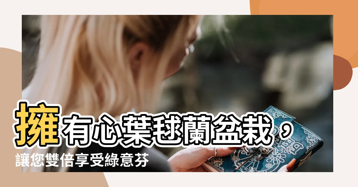 【心葉毬蘭盆栽】擁有心葉毬蘭盆栽，讓您雙倍享受綠意芬芳！