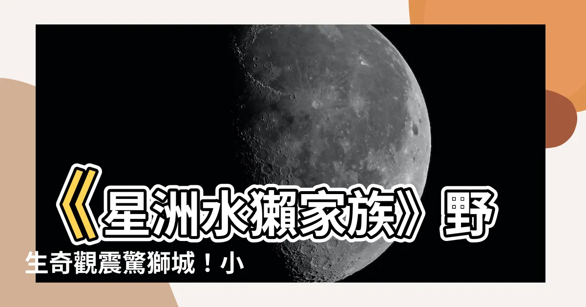【星洲水獺家族】《星洲水獺家族》野生奇觀震驚獅城！小寶出生專家不得已搬遷