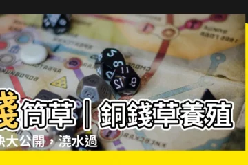 【錢筒草】錢筒草｜銅錢草養殖秘訣大公開，澆水過多小心爛根！
